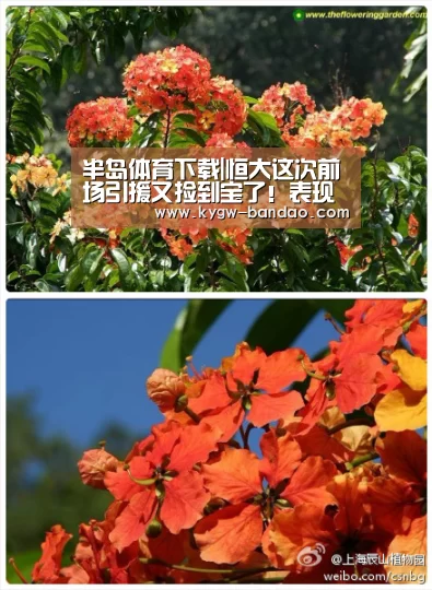 半岛体育下载|恒大这次前场引援又捡到宝了!表现不俗的他已斩获亚冠单轮MVP(图1) 半岛体育下载