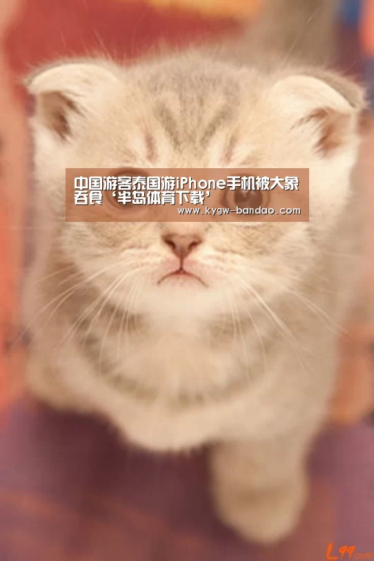 半岛体育体育网